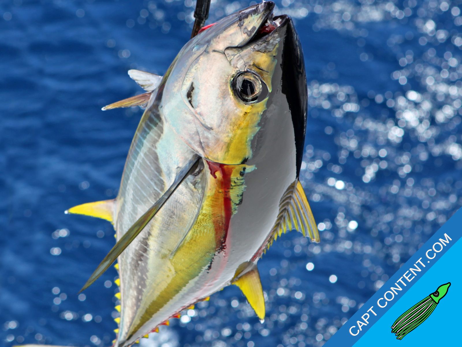 Yellowfin Tuna being gaffed and brought onboard a fishing boat