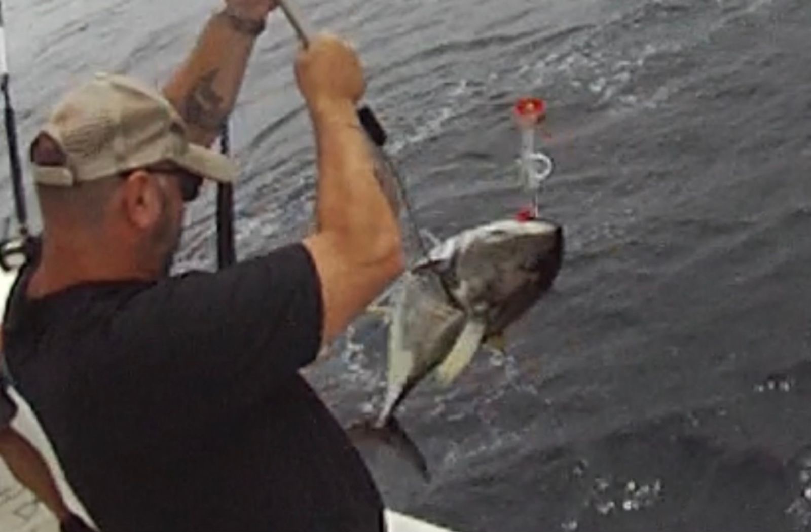 Yellowfin Tuna caught on Topwater Popper being gaffed into boat