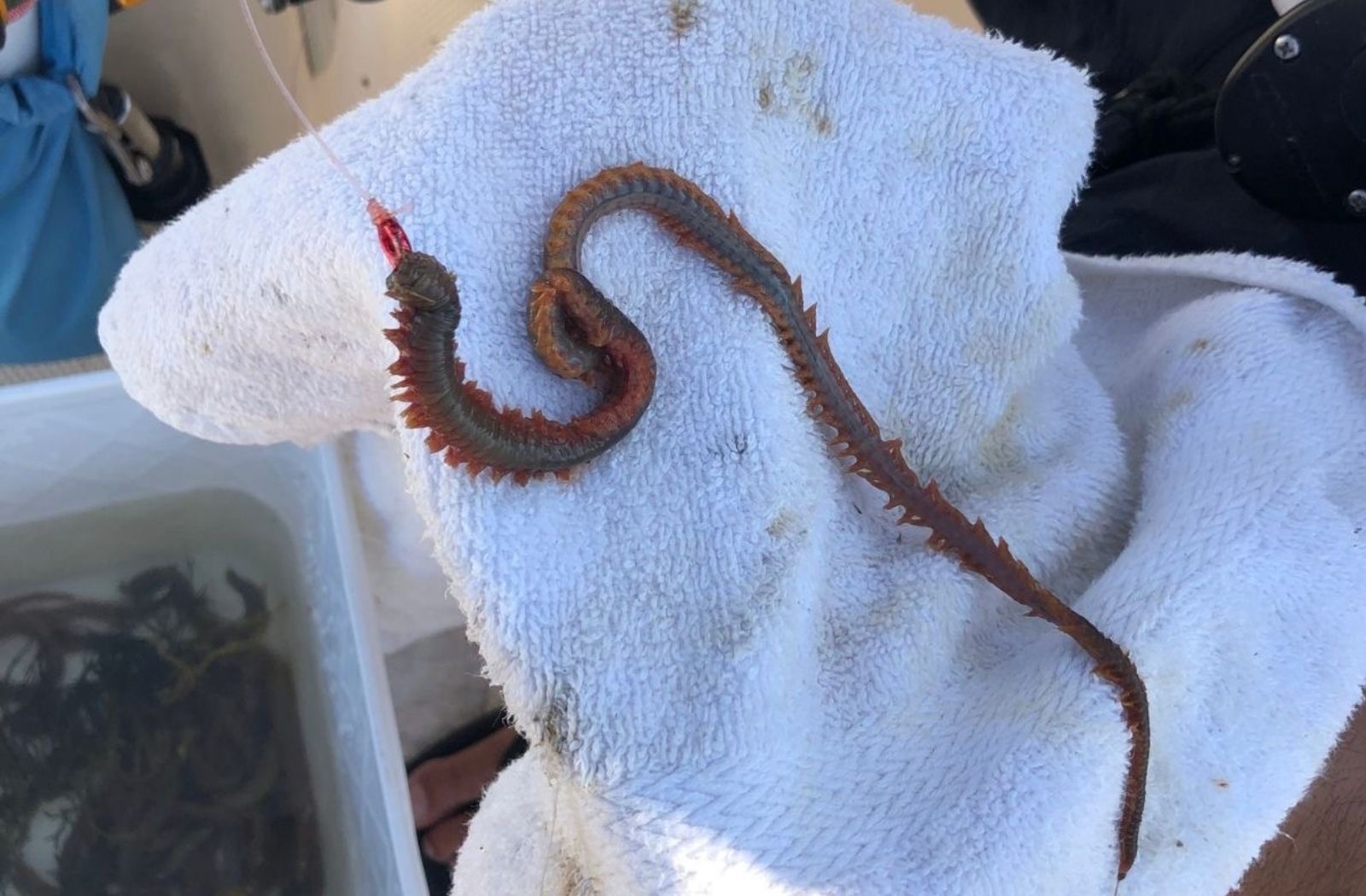 A Large Sandworm rigged on a circle hook displayed on a rag with a bucket full of more sandworms below