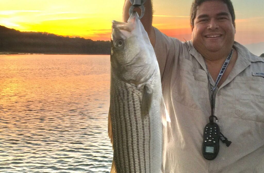 A healthy striped bass caught during the setting sun with fisherman in yellow shirt holding the bass up on display