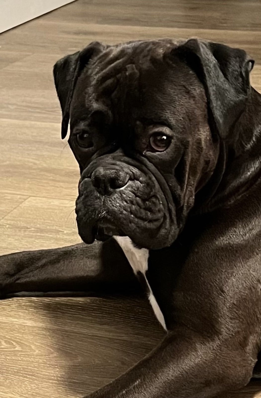 Black Boxer Dog with a beautiful Coat 