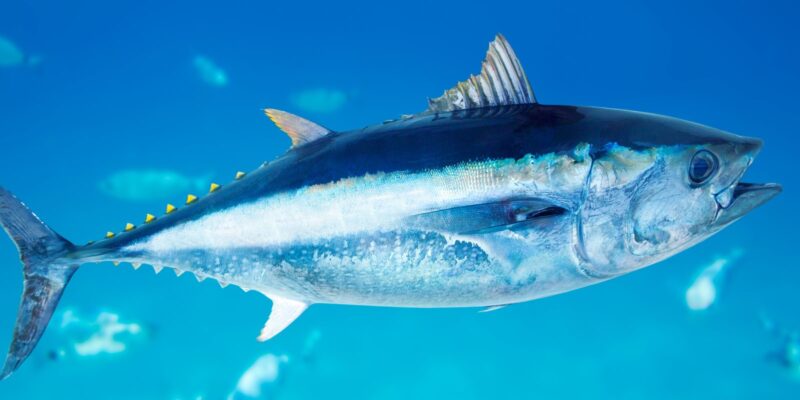 a bluefin tuna swimming in the water