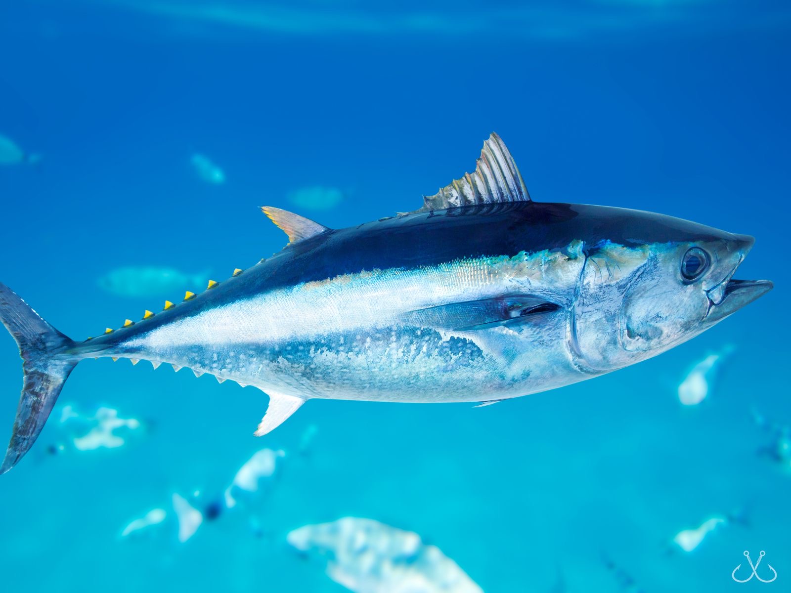 a bluefin tuna swimming in the water
