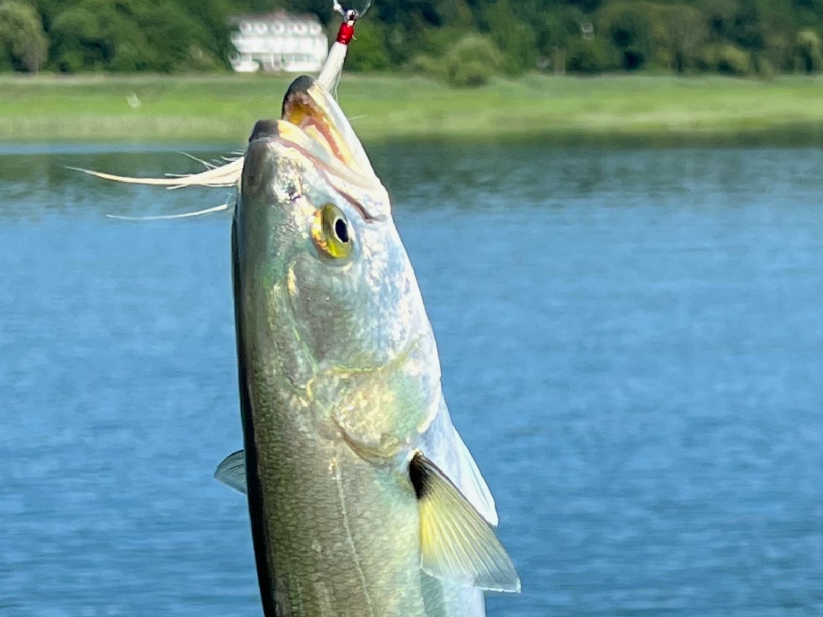 A bluefish caught with a cast master fishing lure in a river