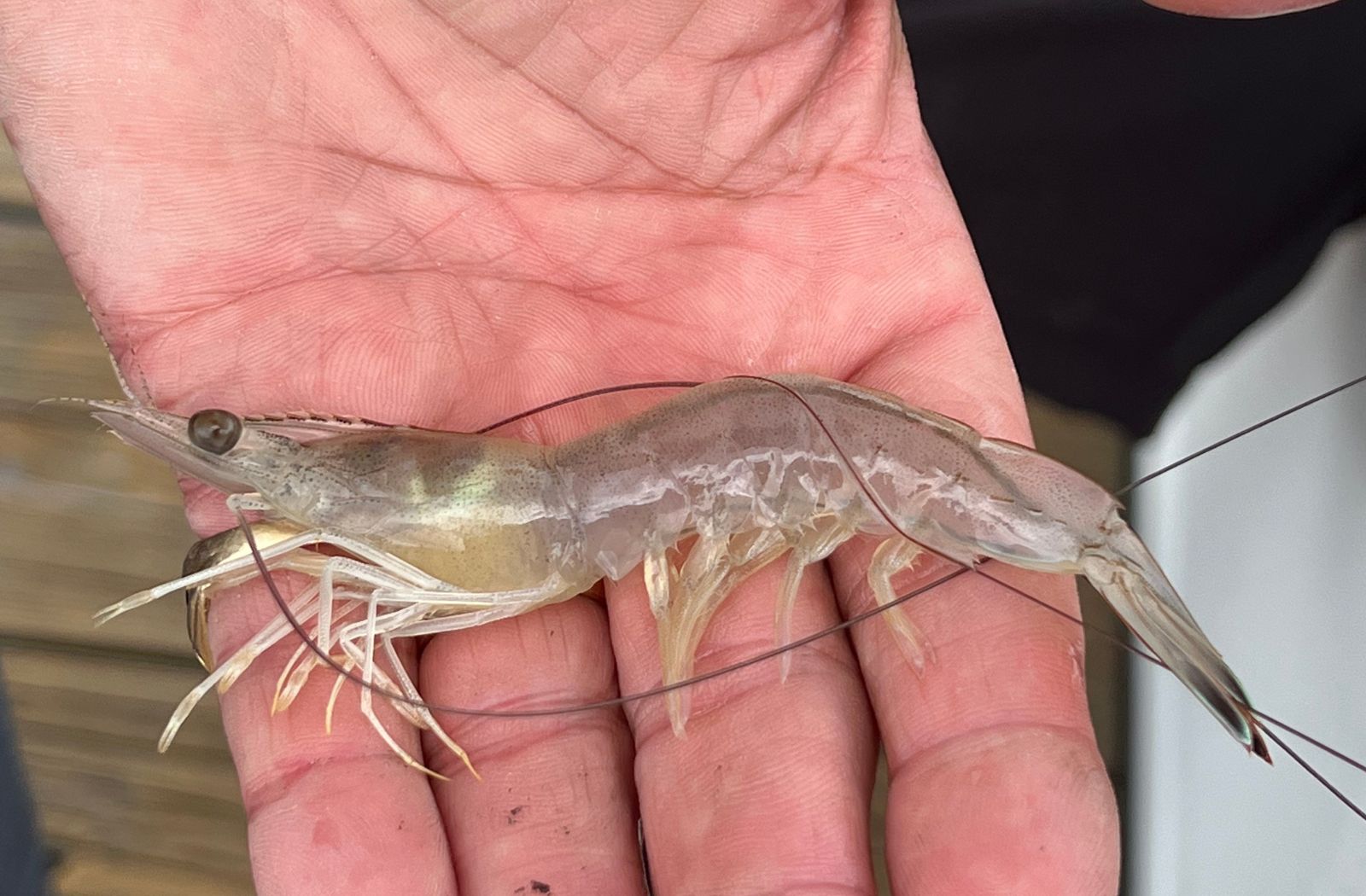 Fresh caught live shrimp in a mans hand