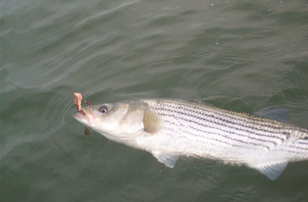 A striped bass in the water caught on a circle hook