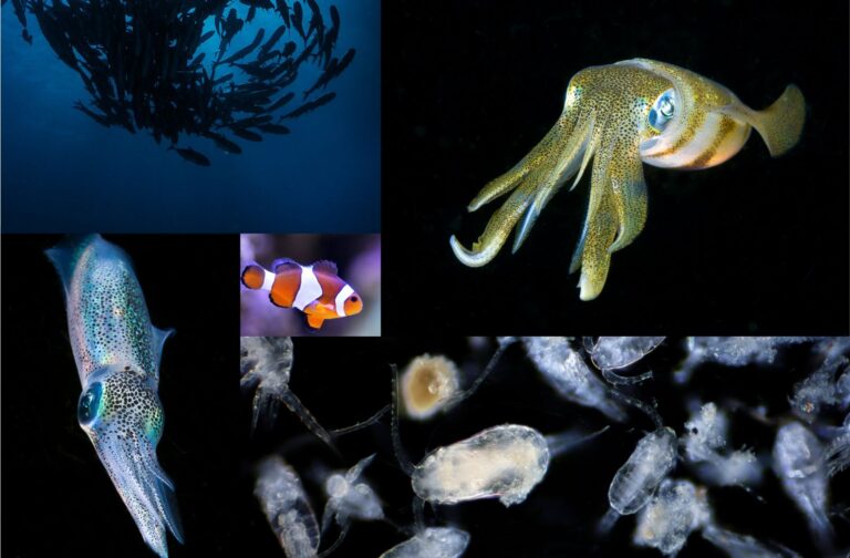 Angler Fish Predators In Darkness - Captain Content
