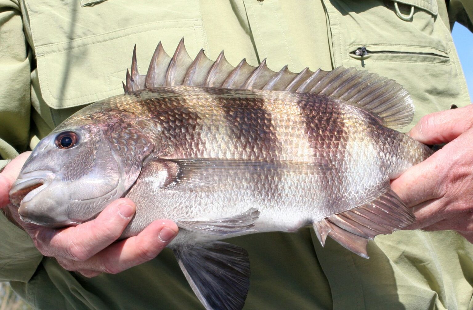 How to Catch Sheepshead: Ultimate Fishing Guide - Captain Content