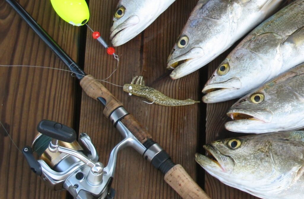 Up Close 5 Speckled Sea Trout On Dock With Shrimp DOA That Caught Them All