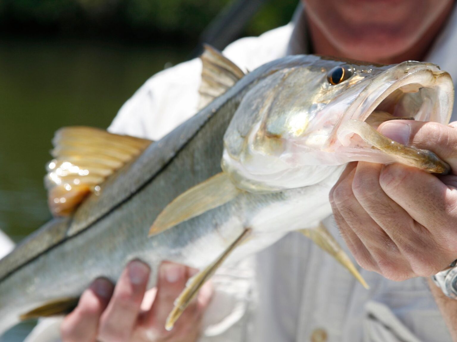 Snook Definition Snook Fishing In Spring - Captain Content