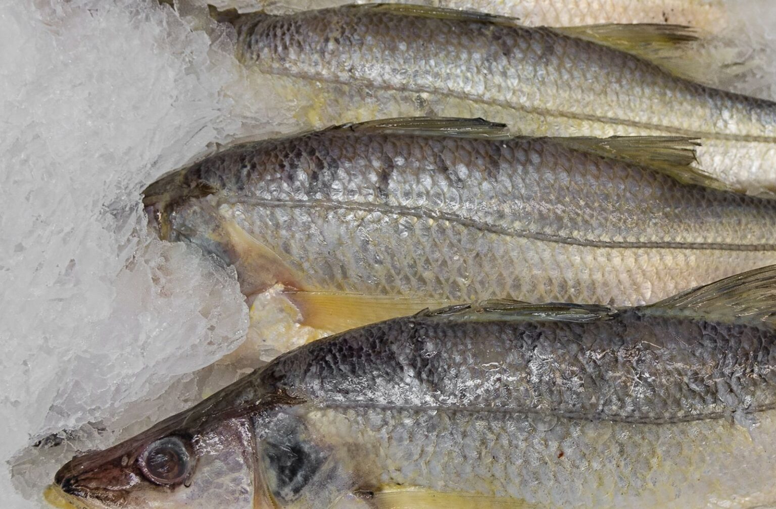 Snook Fillets Snook Fishing In Spring - Captain Content