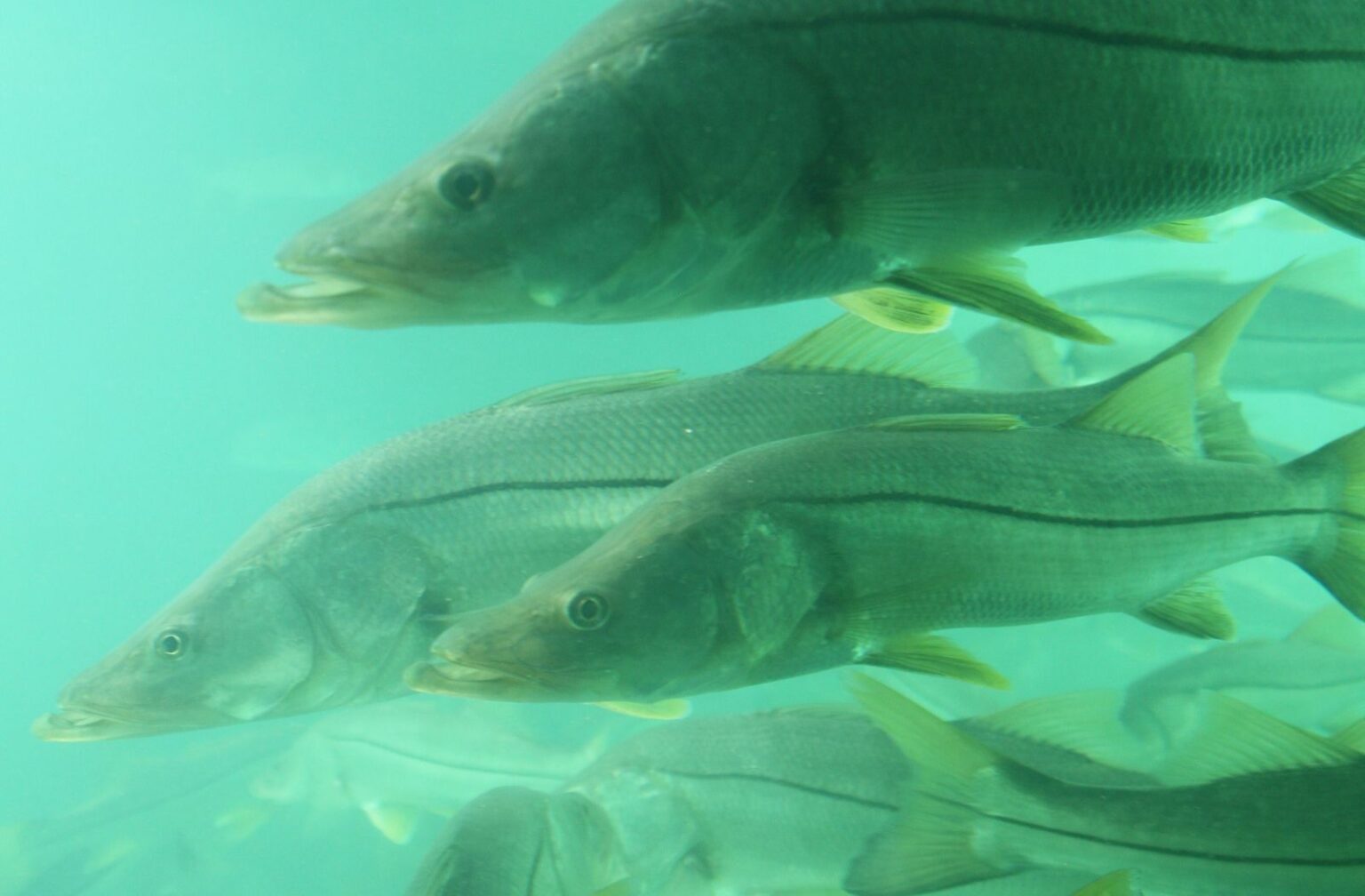 Snook Fishing In Spring - Captain Content