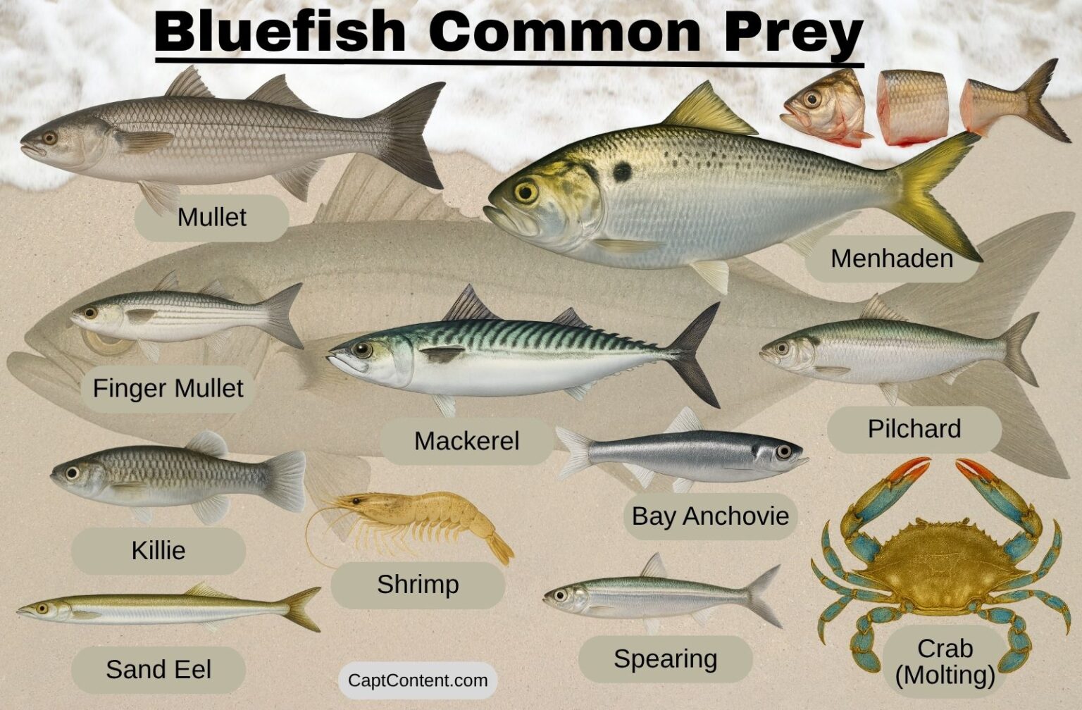 Master Bluefish Fishing: Behavior, Gear & Pro Tips - Captain Content