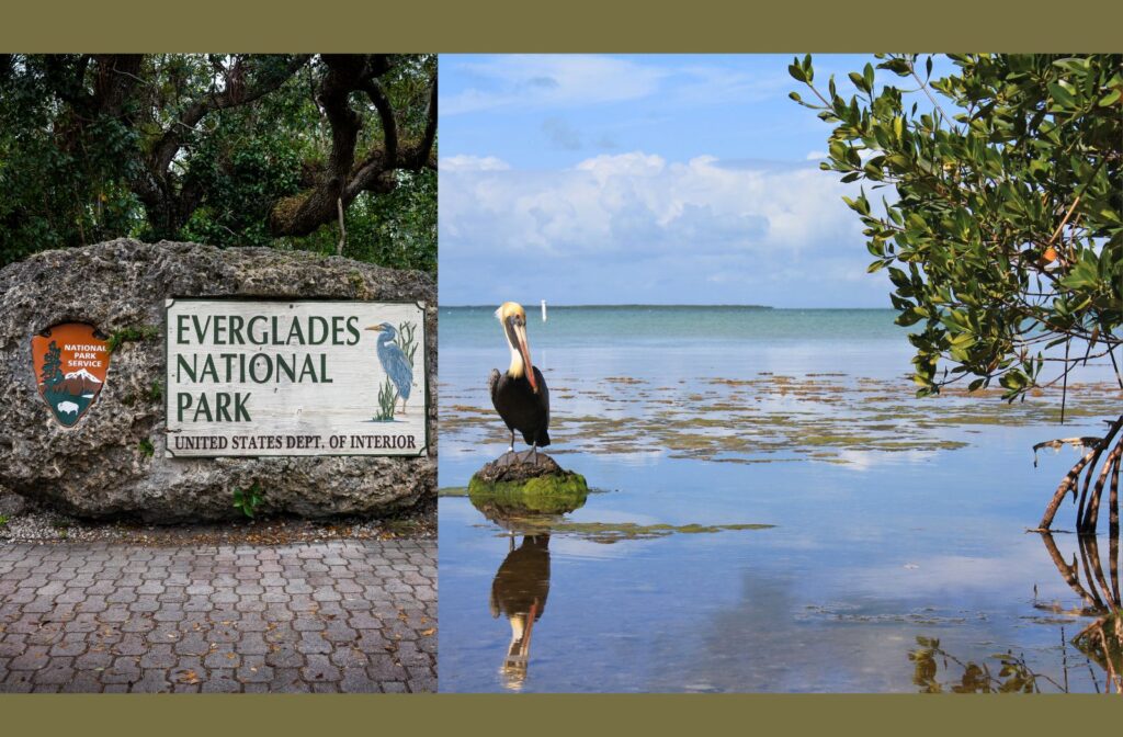 Everglades National Park Backwater creek and mangrove fishing with Pelican