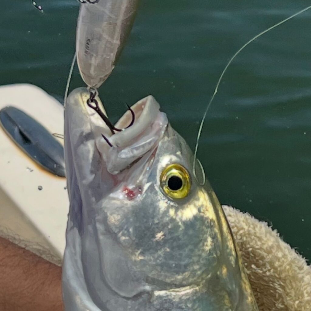 Close-up of a bluefish caught on a topwater lure while fishing on Long Island