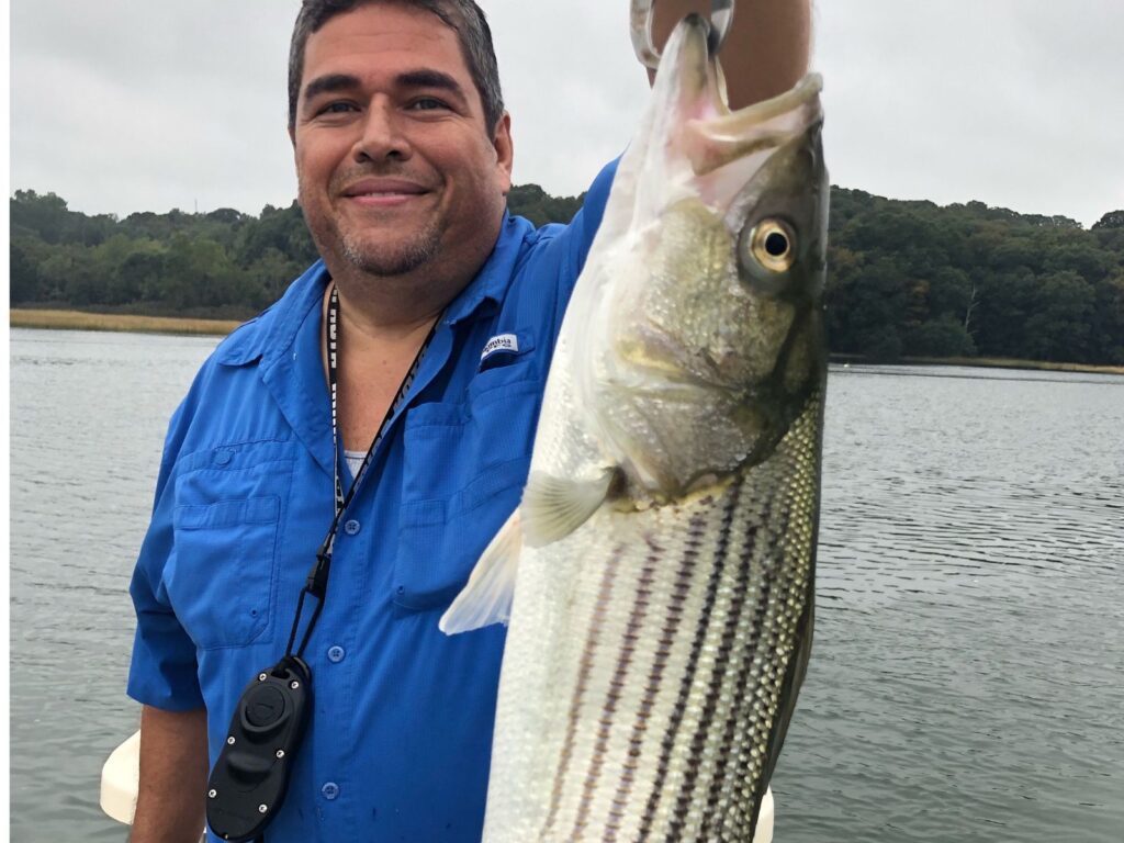 Captain Henry holding a striped bass caught during the fall run on Long Island.