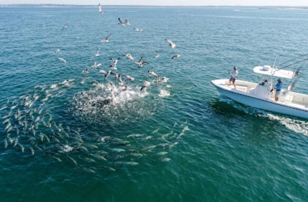 Casting into a pod of feeding False Albacore from a boat