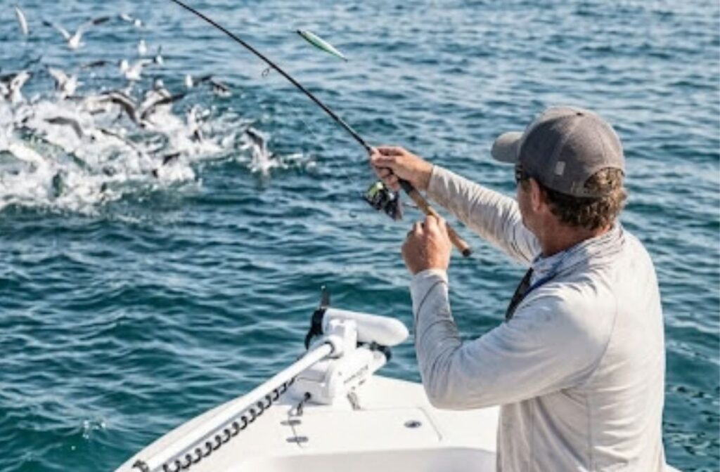 Casting Into False Albacore feeding boil